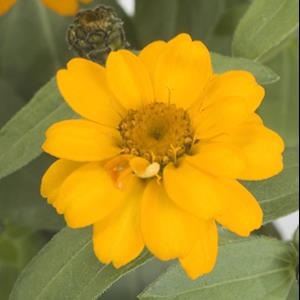 Zinnia ‘Profusion Double Golden’ ~ Profusion Double Golden Zinnia-ServeScape