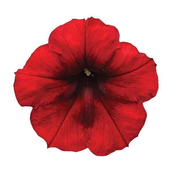 Petunia x 'PAS933560' ~ Easy Wave® Red Velour Spreading Petunia-ServeScape