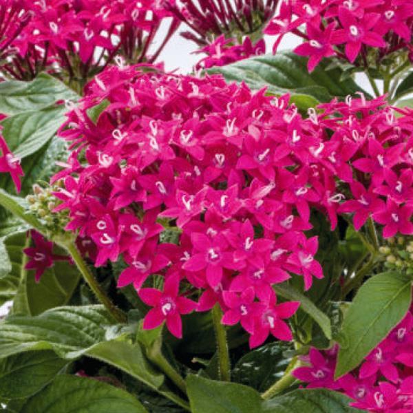 Pentas lanceolata 'Graffiti Fuchsia' ~ Graffiti® 20/20 Fuchsia Star Flower-ServeScape