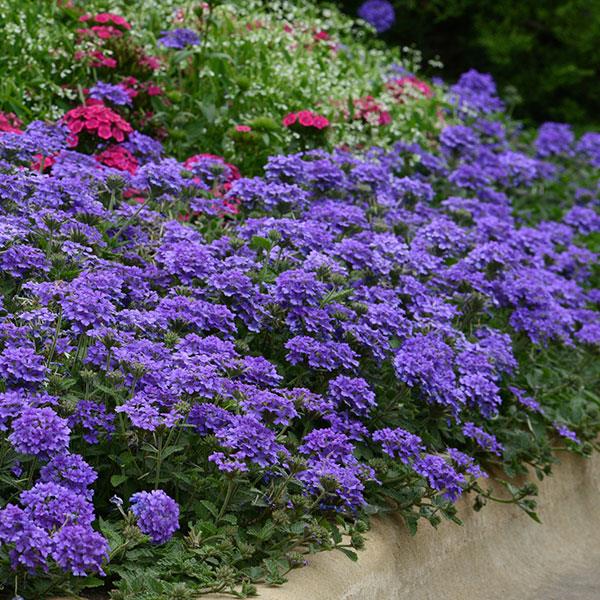 Verbena peruviana 'Balendluim' ~ EnduraScape™ Blue Verbena-ServeScape