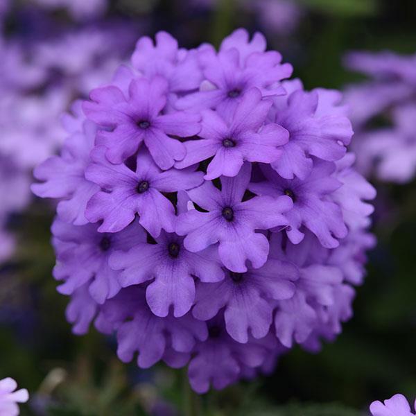 Verbena peruviana 'Balendluim' ~ EnduraScape™ Blue Verbena-ServeScape