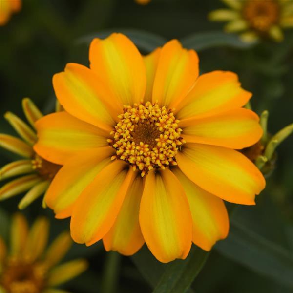Zinnia angustifolia ‘Star Gold’ ~ Star Gold Zinnia-ServeScape