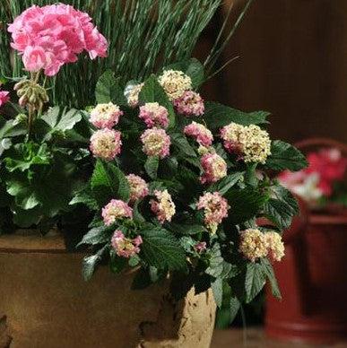 Lantana camara 'Balandroglim' ~ Landmark™ Rose Glow Lantana-ServeScape