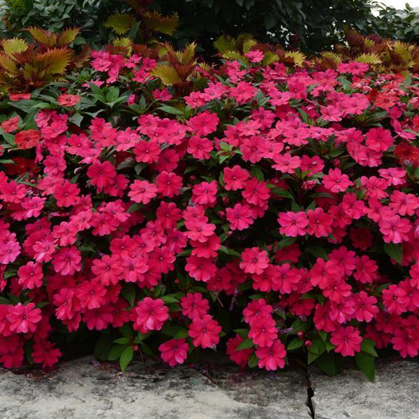 Impatiens hawkeri 'Balboucher' ~ Bounce™ Cherry Impatiens-ServeScape