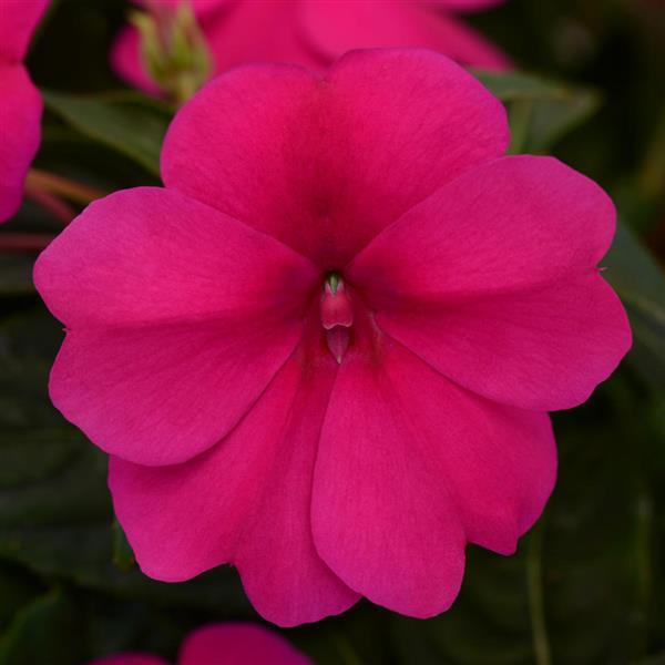 Impatiens hawkeri 'Balbouvimp' ~ Bounce™ Violet Impatiens-ServeScape