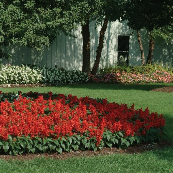 Salvia splendens 'Red Hot Sally II' ~ Red Hot Sally II Salvia-ServeScape