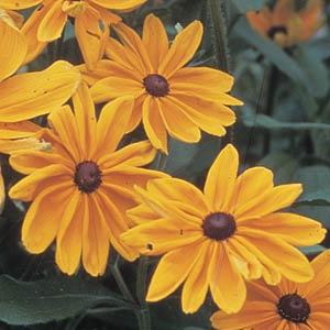 Rudbeckia hirta 'Indian Summer' ~ Indian Summer Black-Eyed Susan-ServeScape