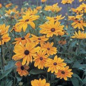 Rudbeckia hirta 'Indian Summer' ~ Indian Summer Black-Eyed Susan-ServeScape