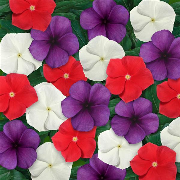 Catharanthus roseus 'Tattoo American Pie Mix' ~ Tattoo™ American Pie Mix Vinca-ServeScape