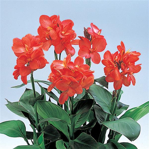 Canna x generalis 'Tropical Salmon' ~ Tropical™ Salmon Canna Lily-ServeScape