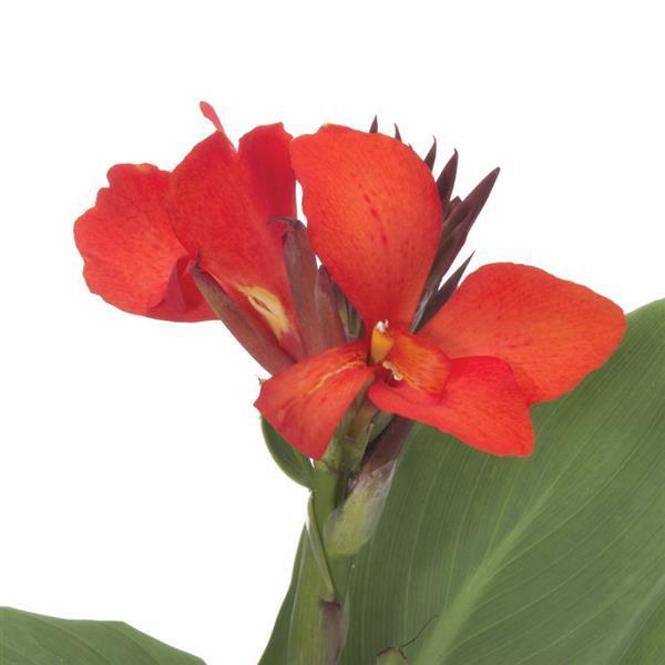 Canna x generalis 'Cannova Scarlet' ~ CANNOVA® Scarlet Canna Lily-ServeScape