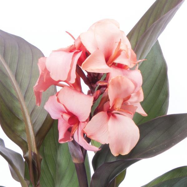 Canna x generalis 'Cannova Bronze Peach' ~ CANNOVA® Bronze Peach Canna Lily-ServeScape