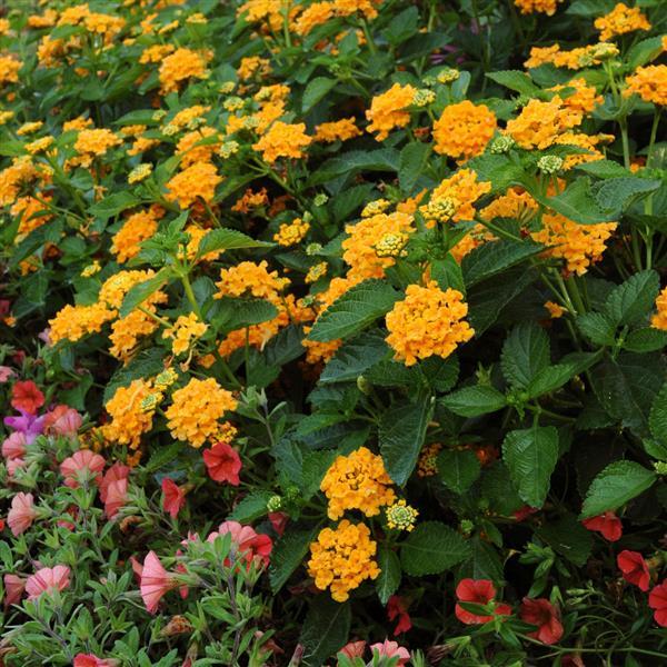 Lantana camara 'Balandgold' ~ Landmark™ Gold Lantana-ServeScape