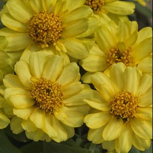 Zinnia ‘Profusion Double Yellow’ ~ Profusion Double Yellow Zinnia-ServeScape