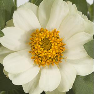 Zinnia ‘Profusion Double White’ ~ Profusion Double White Zinnia-ServeScape