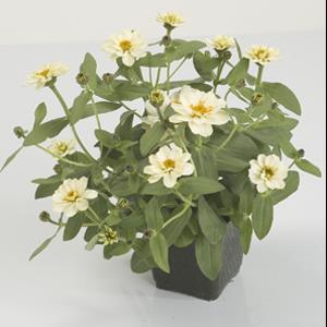 Zinnia ‘Profusion Double White’ ~ Profusion Double White Zinnia-ServeScape