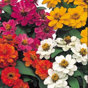 Zinnia ‘Profusion Double Mix’ ~ Profusion Double Mix Zinnia-ServeScape