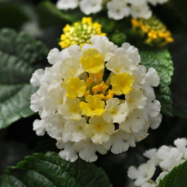 Lantana camara 'Ballucream' ~ Little Lucky™ Lemon Cream Lantana-ServeScape
