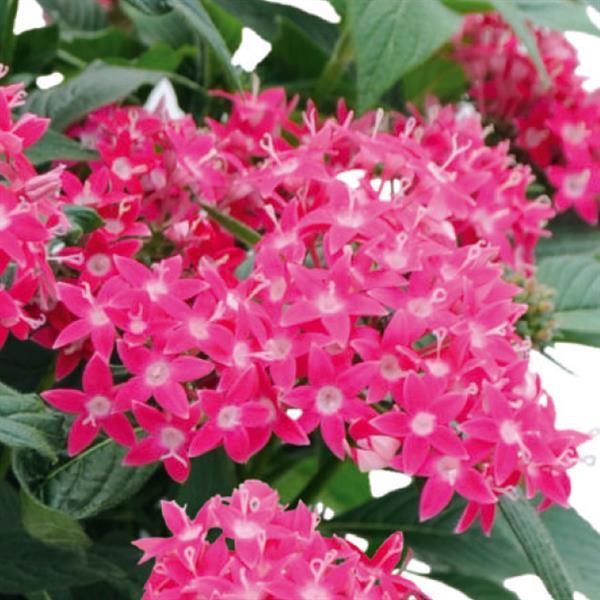 Pentas lanceolata 'Graffiti Lazer Lipstick ~ Graffiti® Lazer Lipstick Star Flower-ServeScape