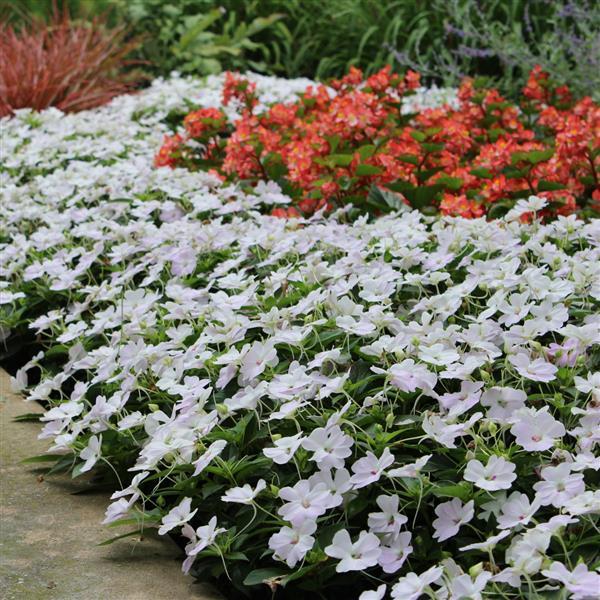 Impatiens hawkeri 'Balbouite' ~ Bounce™ White Impatiens-ServeScape