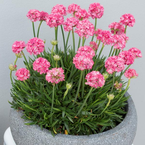 Armeria pseudarmeria 'Dreamland' ~ Dreameria® Dreamland Thrift-ServeScape