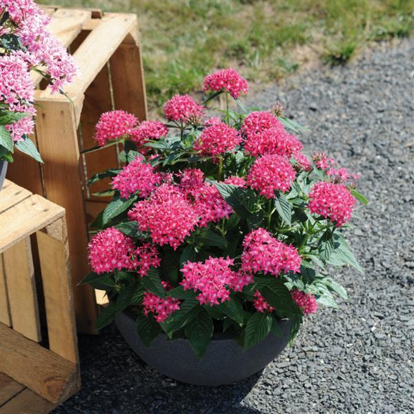 Pentas lanceolata 'Graffiti Lazer Lipstick ~ Graffiti® Lazer Lipstick Star Flower-ServeScape