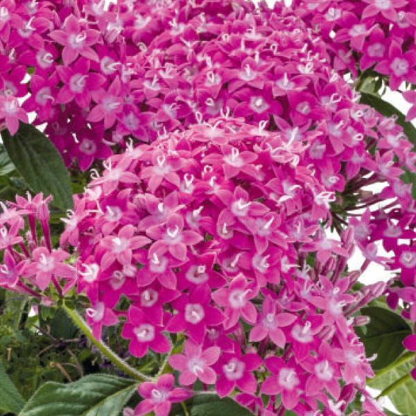 Pentas lanceolata 'Graffiti Lavender Pink ~ Graffiti® Lavender Pink Star Flower-ServeScape