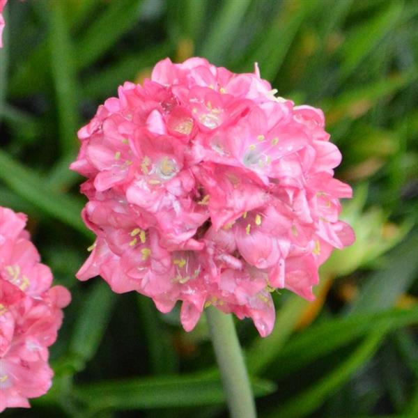 Armeria pseudarmeria 'Dreamland' ~ Dreameria® Dreamland Thrift-ServeScape