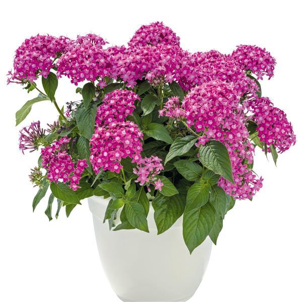 Pentas lanceolata 'Graffiti Lavender Pink ~ Graffiti® Lavender Pink Star Flower-ServeScape