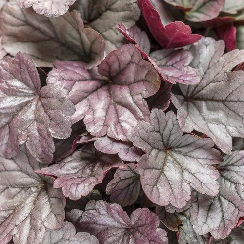 Heuchera 'Silver Gumdrop' PP29207 ~ PW® Dolce® Silver Gumdrop Heuchera-ServeScape