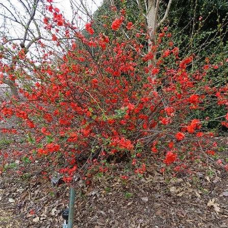Chaenomeles speciosa 'Orange Storm' USPP 20,950 ~ Double Take™ Orange Flowering Quince-ServeScape