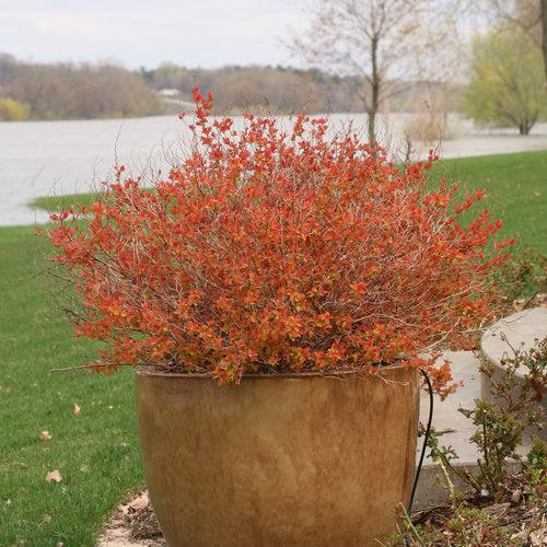 Spiraea x 'Tracy' USPP 21,588 ~ Double Play® Big Bang Spirea-ServeScape