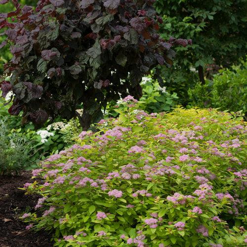 Spiraea x 'Tracy' USPP 21,588 ~ Double Play® Big Bang Spirea-ServeScape