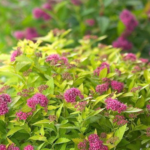 Spiraea japonica 'Yan' ~ Double Play® Gold Spirea-ServeScape