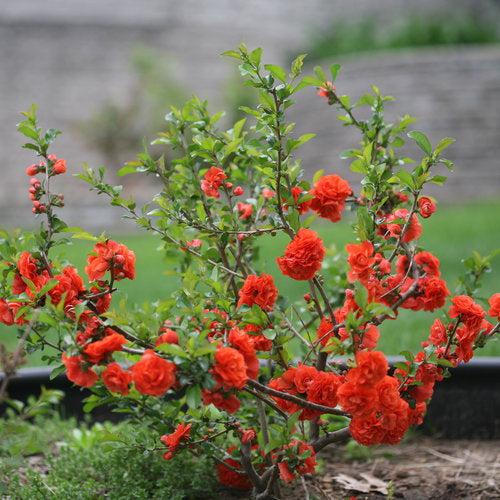 Chaenomeles speciosa 'Orange Storm' USPP 20,950 ~ Double Take™ Orange Flowering Quince-ServeScape
