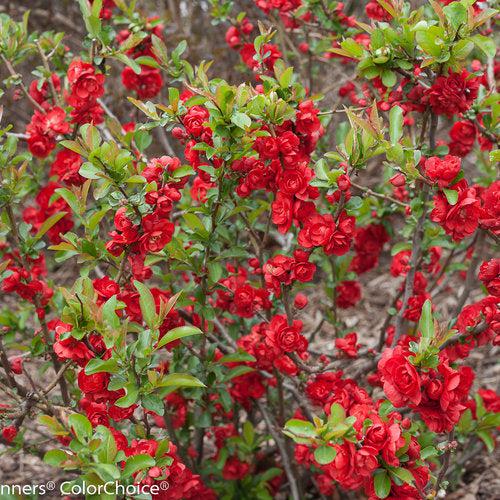 Chaenomeles speciosa 'Scarlet Storm' USPP 20,951 ~ Double Take™ Scarlet Flowering Quince-ServeScape