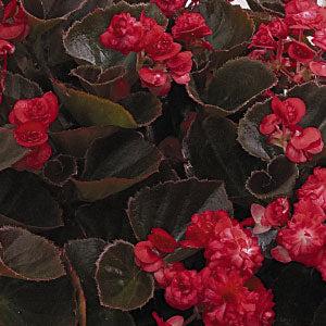 Begonia semperflorens 'Doublet Red' ~ Doublet® Red Begonia-ServeScape