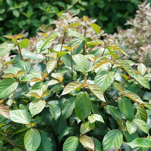 Viburnum x 'NCVX1' ~ Shiny Dancer® Viburnum-ServeScape