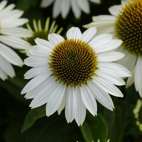 Echinacea 'Balsomblanc' ~ Sombrero® Blanco Coneflower-ServeScape