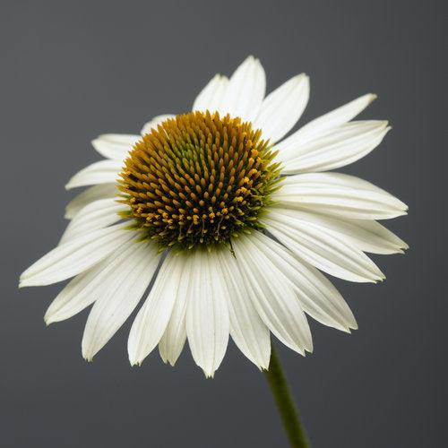 Echinacea 'Balsomblanc' ~ Sombrero® Blanco Coneflower-ServeScape