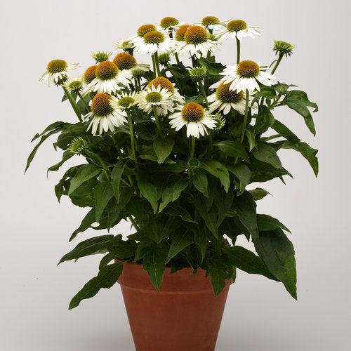 Echinacea 'Balsomblanc' ~ Sombrero® Blanco Coneflower-ServeScape