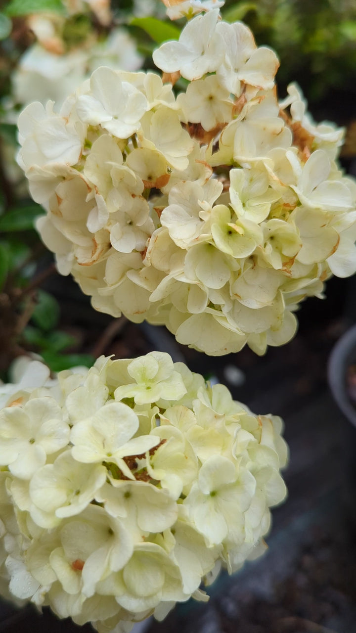 Viburnum macrocephalum 'Sterile' ~  Sterile Viburnum, Chinese Snowball