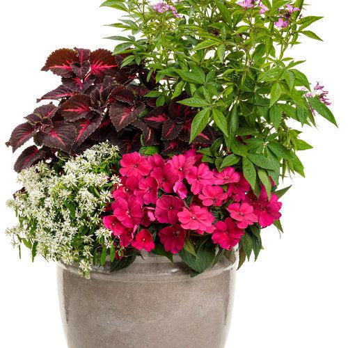 Impatiens x hybrida 'SAKIMP029' ~ SunPatiens® Compact Royal Magenta Impatiens-ServeScape