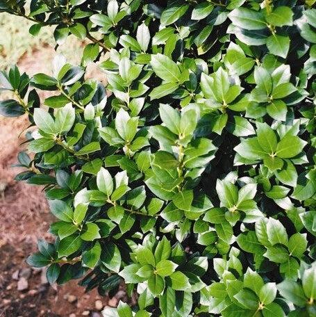 Ilex x 'STBB' ~ Aspire Holly-ServeScape