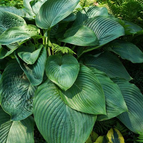 Hosta 'Empress Wu' ~ Empress Wu Hosta-ServeScape