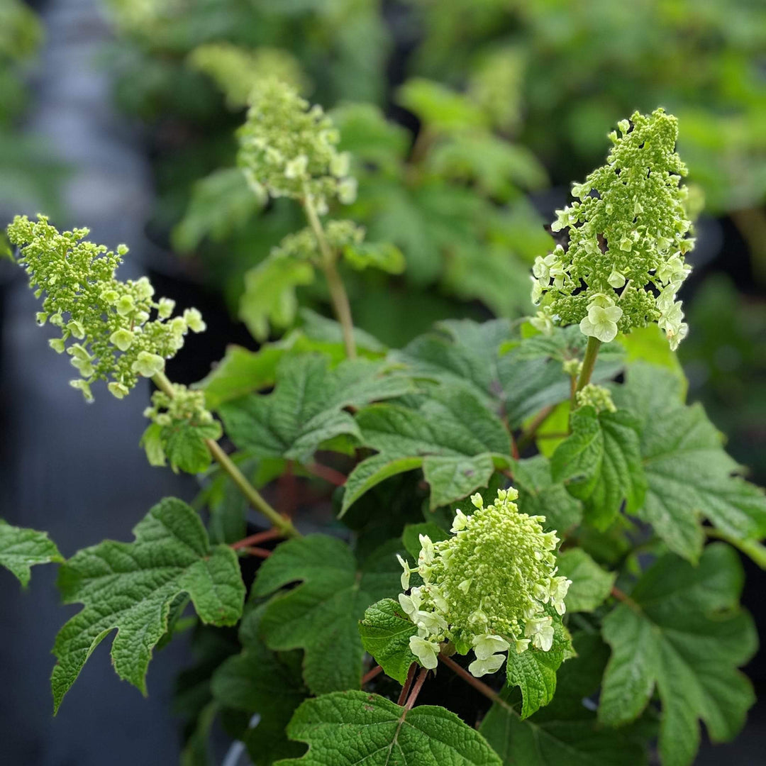 Hydrangea quercifolia 'Ruby Slippers' ~ Ruby Slippers Oakleaf Hydrangea-ServeScape