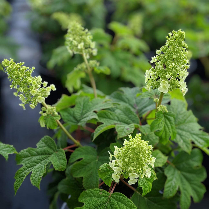 Hydrangea quercifolia 'Ruby Slippers' ~ Ruby Slippers Oakleaf Hydrangea-ServeScape