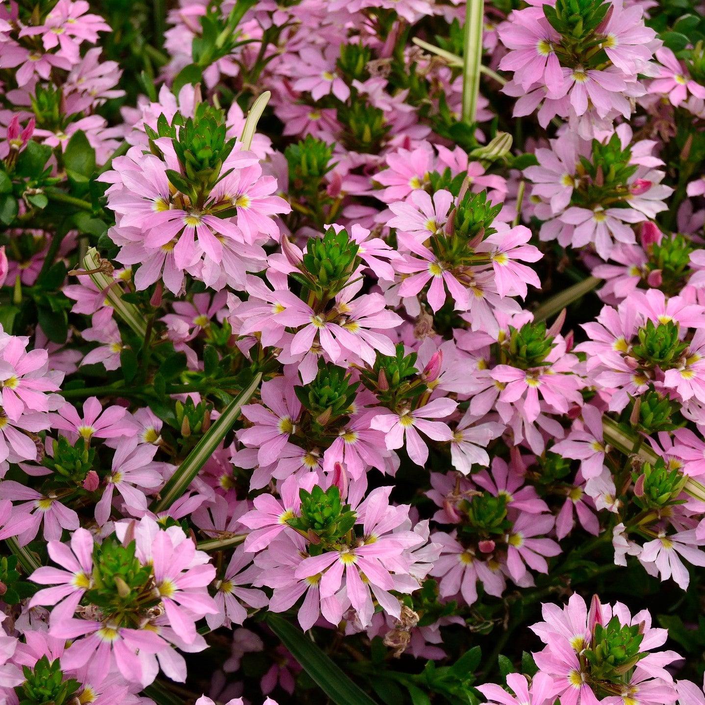 Scaevola 'Surdiva Classic Pink' ~ SURDIVA® Classic Pink Fan Flower-ServeScape
