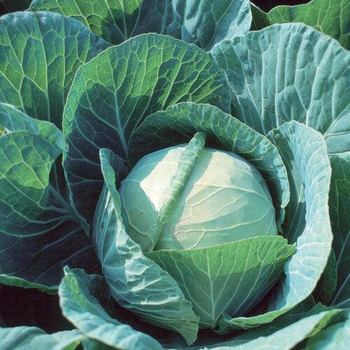 Cabbage Mix Pack-ServeScape