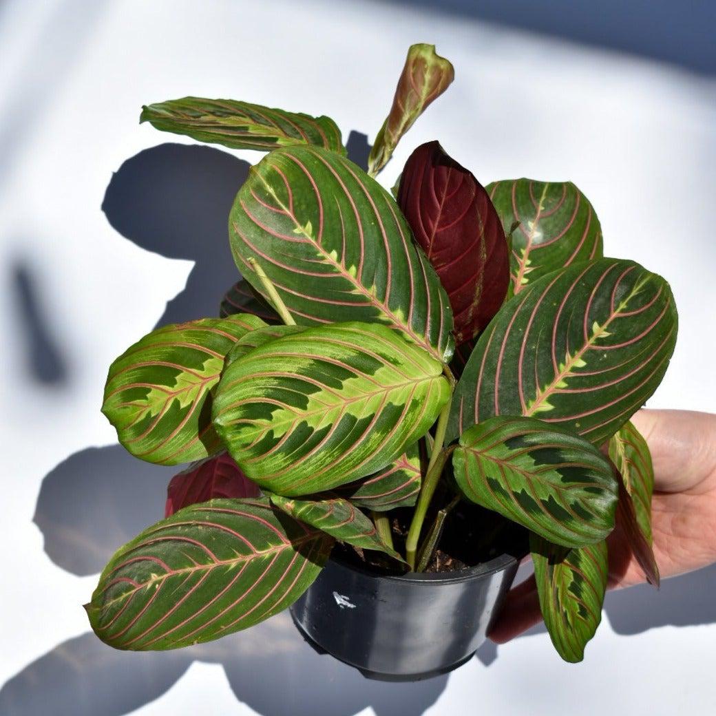 Maranta leuconeura ~ Red Prayer Plant-ServeScape
